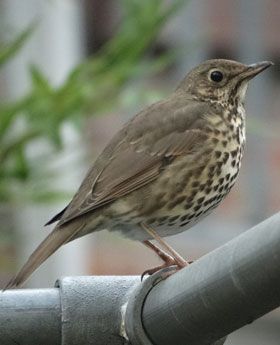 vogelvriendelijke tuin Land-made