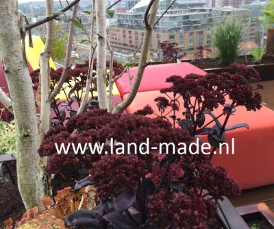 Landmade ontwerp dakterras Tmmerhuis kleur